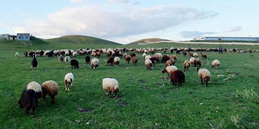 MERALAR AÇILIRSA ET FİYATLARI DÜŞER